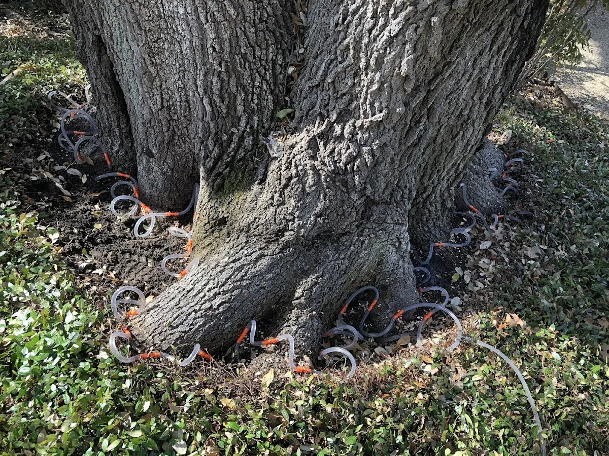 Detailed Tree Cabling and Bracing job site in Peridot