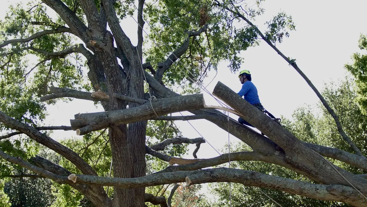 Professional Crown Thinning performed by certified arborists in Peridot