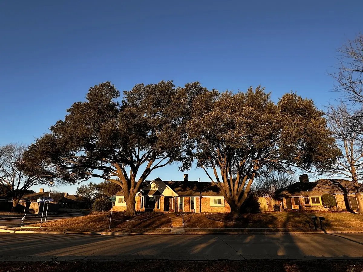 Established residential canopy tree shading a home in Peridot